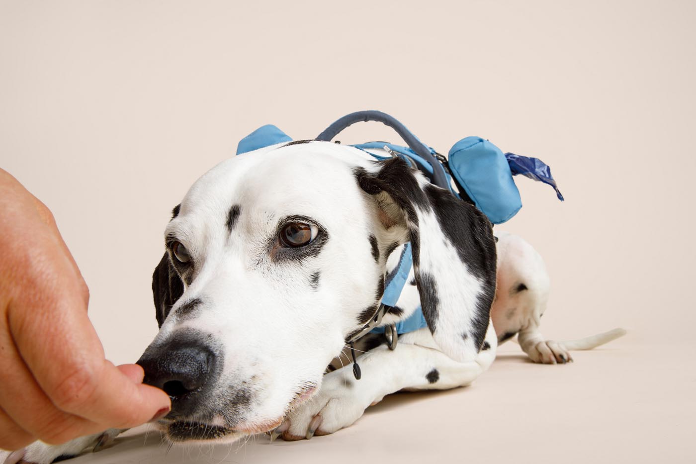 Dog wearing a blue harness with a person petting its head on a beige background