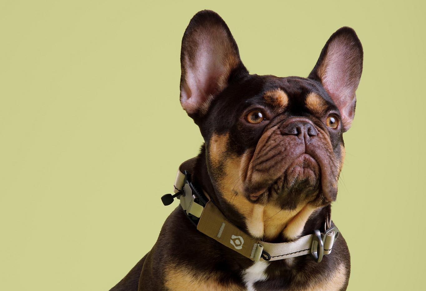 Brown and black dog wearing a collar on a light green background