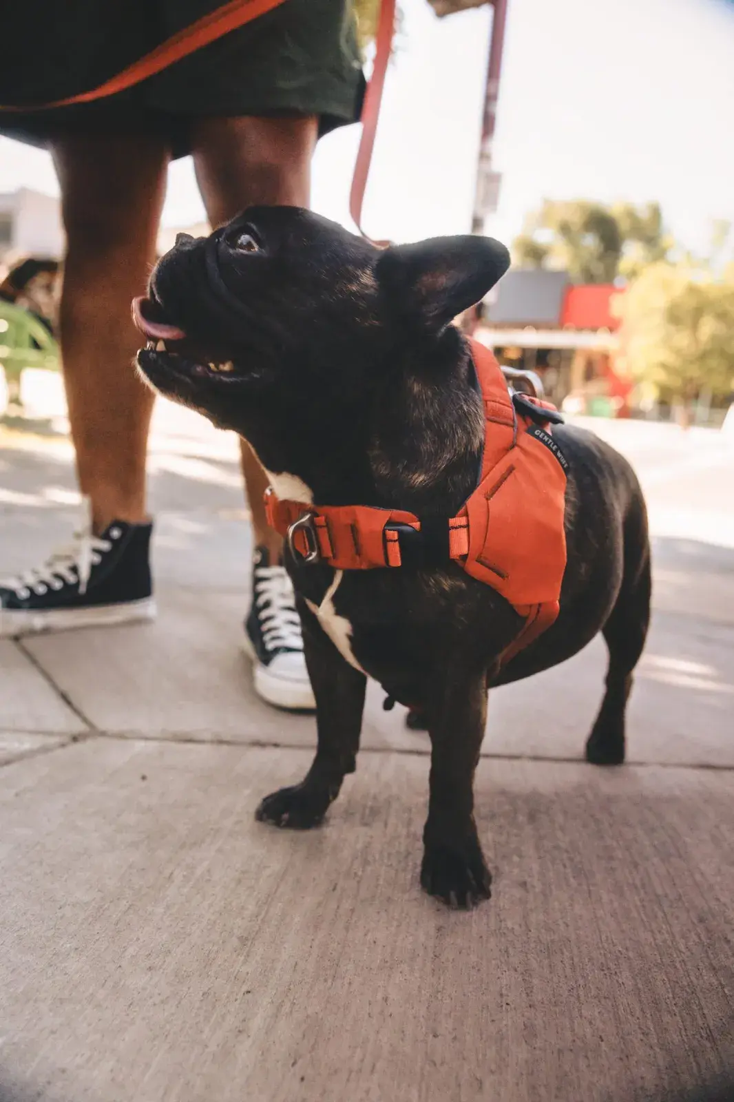 French bulldog in a Canyon harness on a Canyon leash, standing on a city sidewalk