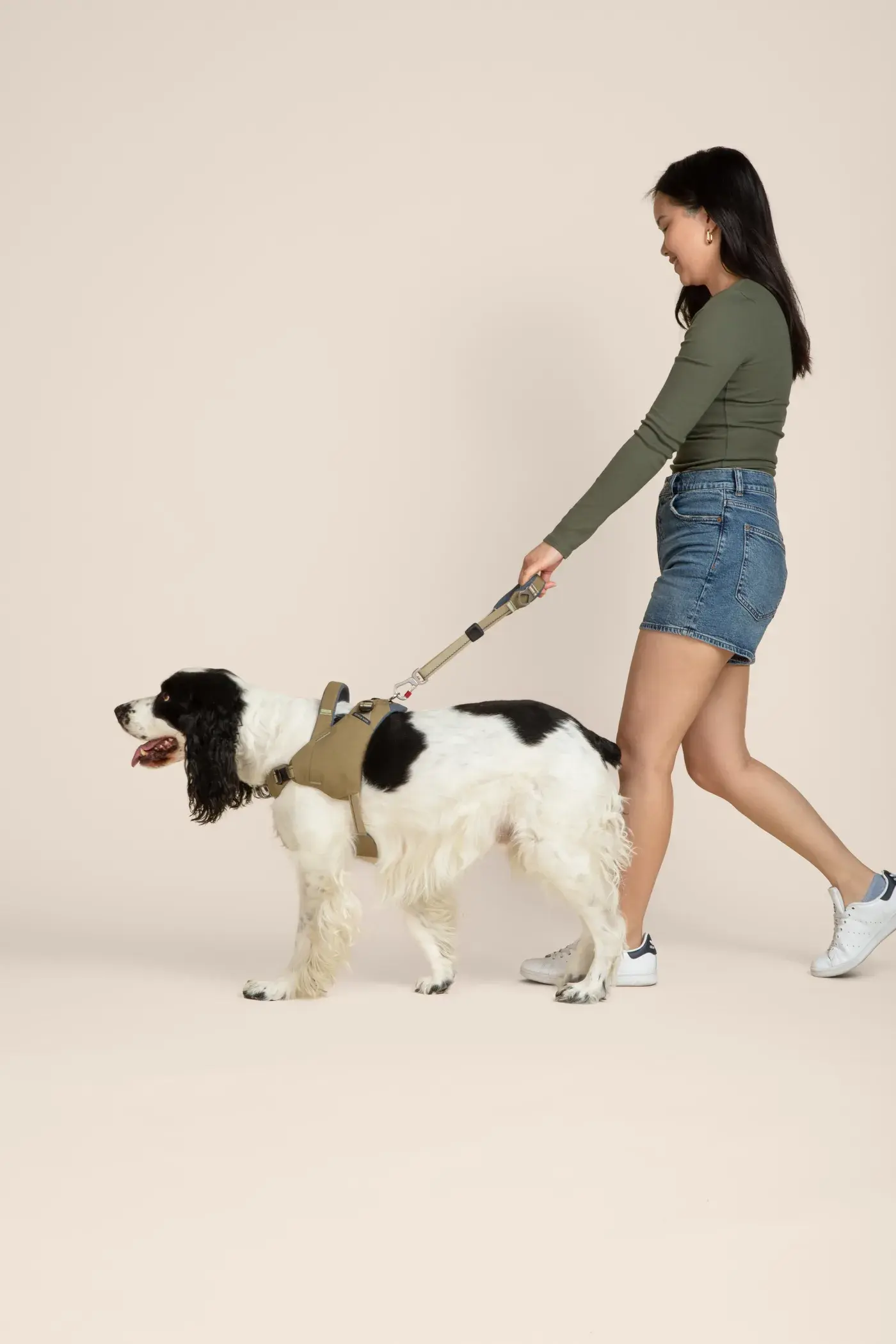 Springer spaniel in a Grove harness walking on a leash