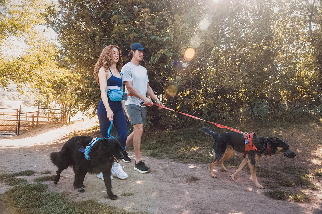 couple taking their dogs for a walk in nature