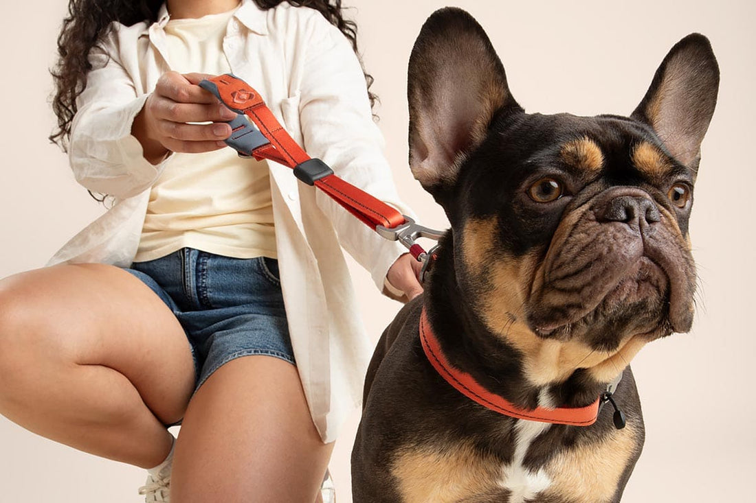 How to Help Your Dog Handle Holiday Guests, Noise & Schedule Changes