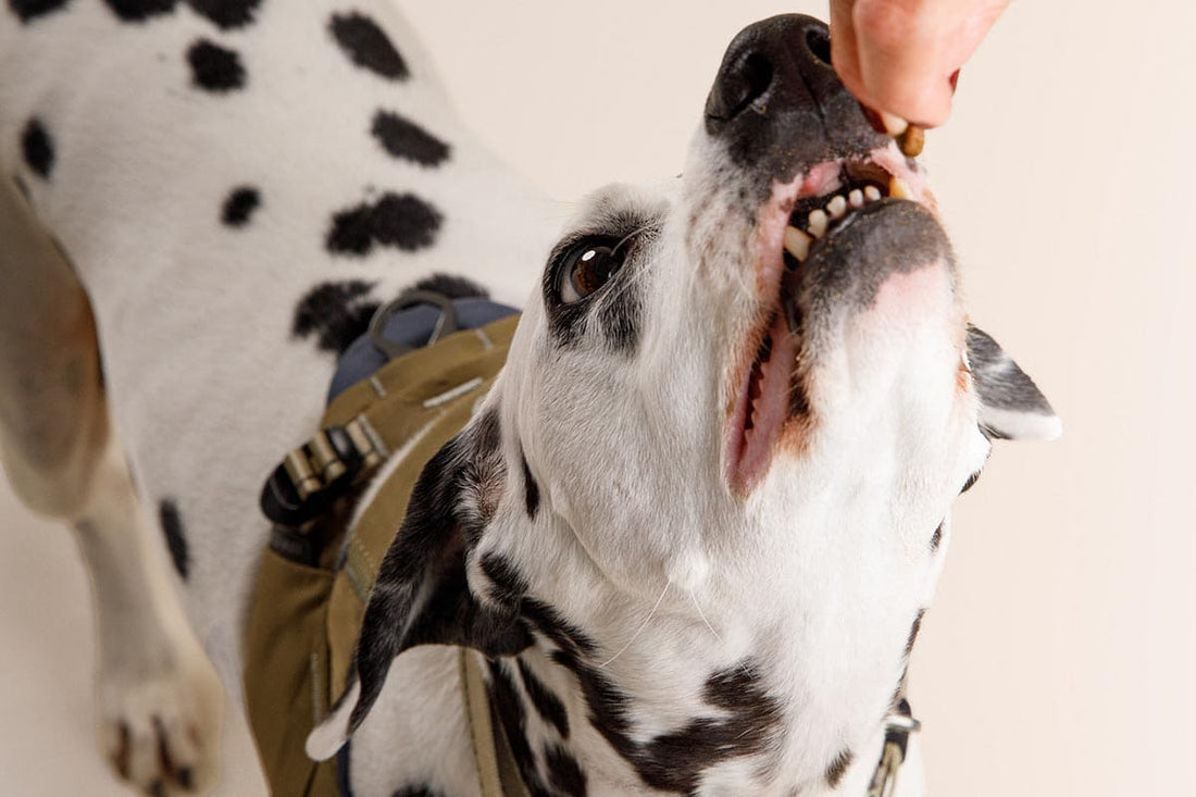 Dog eating treat