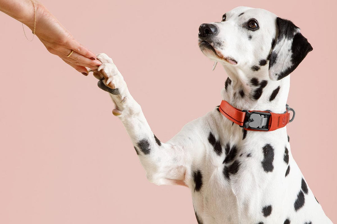 Winter Safety 101: Keeping Your Dog Warm, Calm & Comfortable