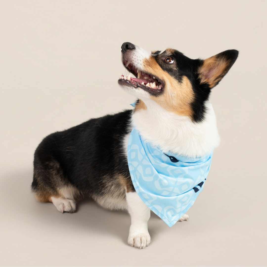 Dog wearing a blue bandana with a pattern on a beige background