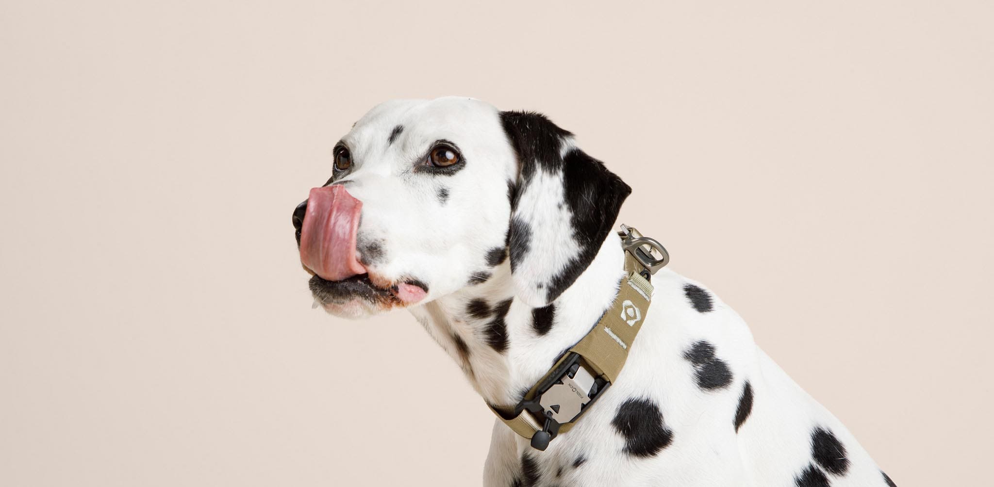 Dalmatian dog with a collar on a beige background