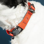 Ready-Go Collar