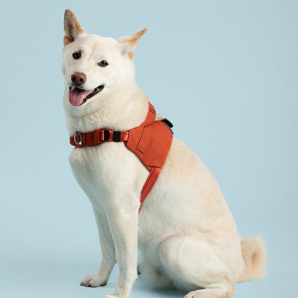 White dog wearing an orange harness on a light blue background