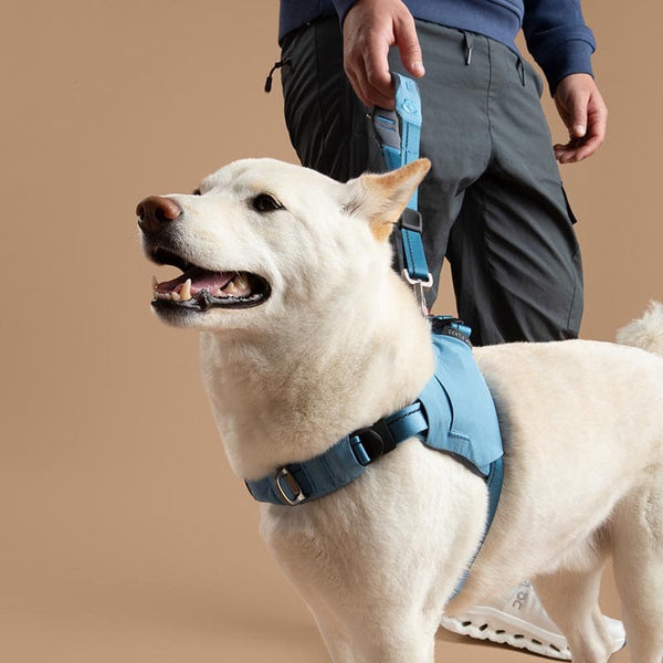 White dog wearing a blue harness being walked by a person on a beige background