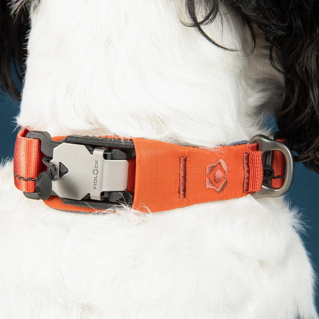 Close-up of a dog wearing an orange collar with a brand logo on a white background