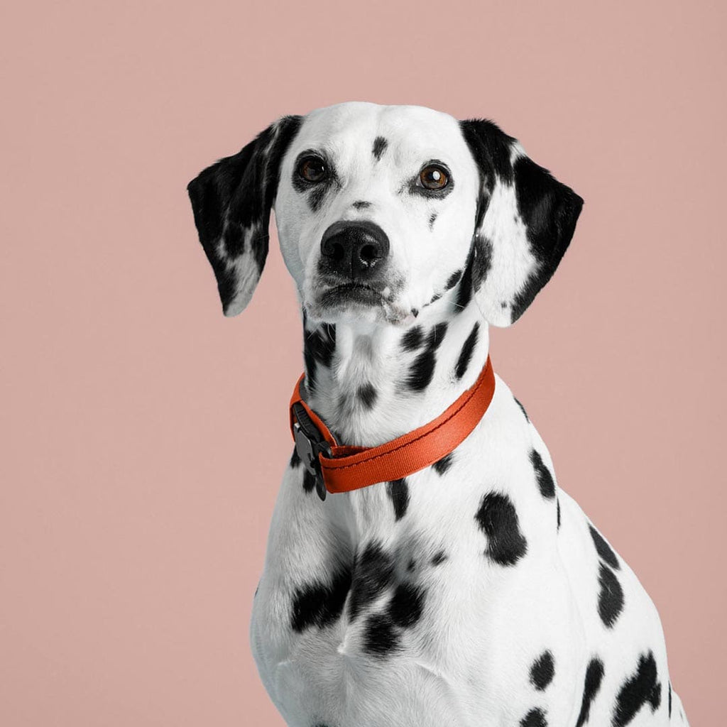 Dalmatian dog wearing an orange collar on a pink background