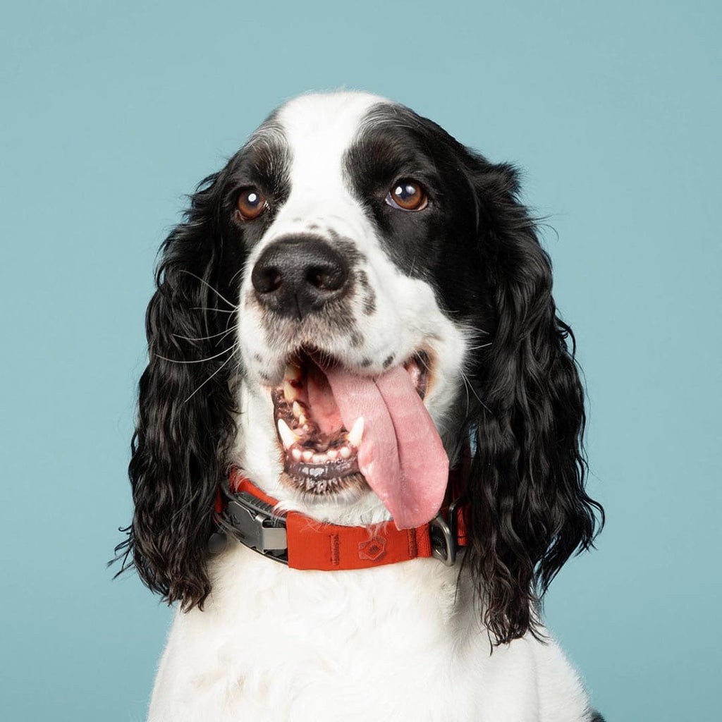 Dog with a red collar on a blue background
