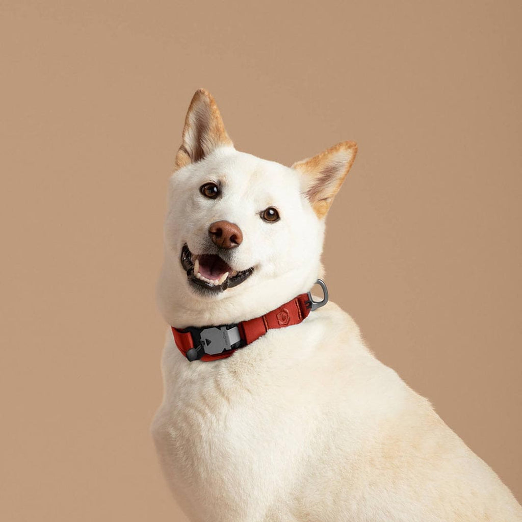 White dog with a red collar on a beige background