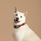 White dog with a red collar on a beige background