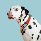 Dalmatian dog wearing a red collar on a light blue background