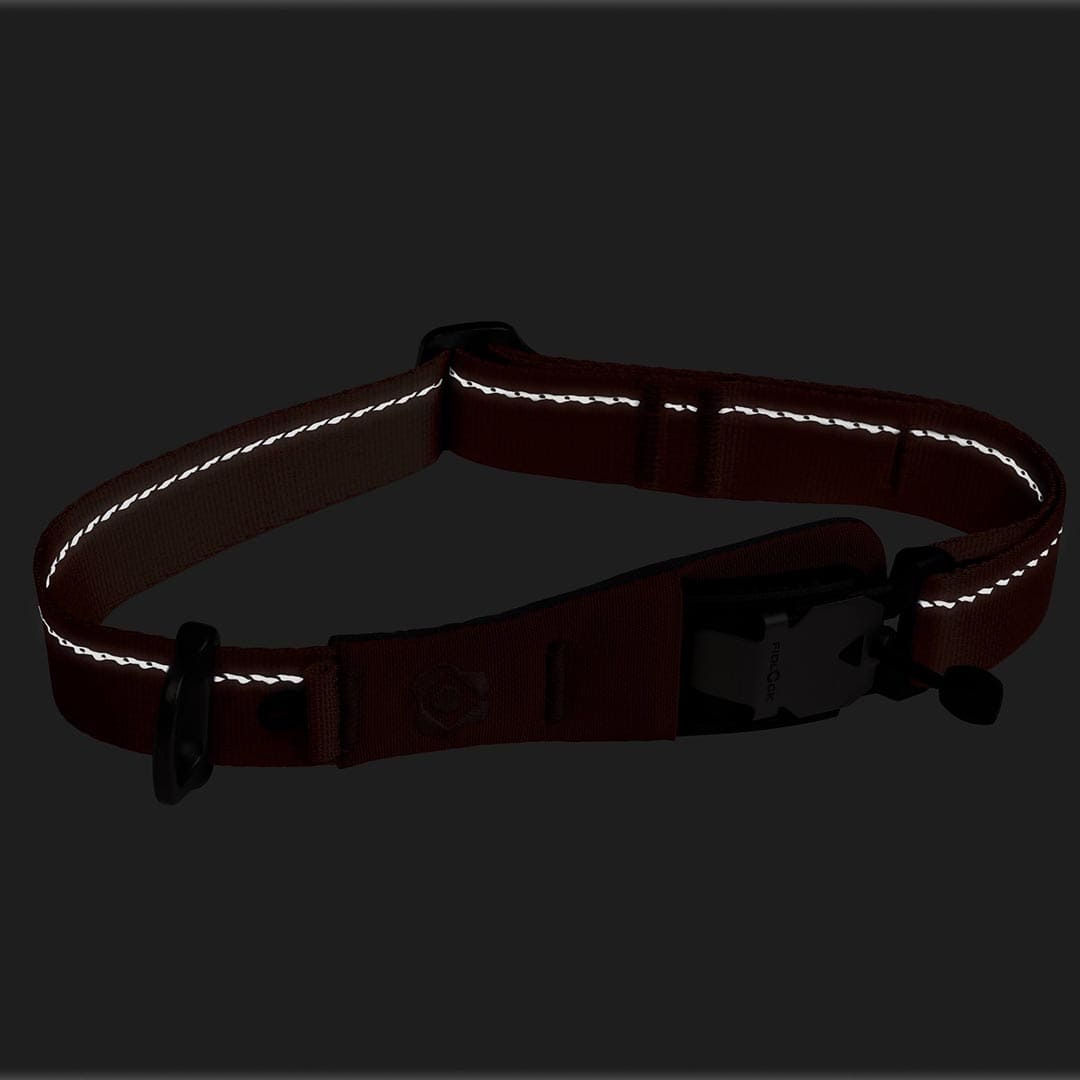 Reflective dog collar on a black background
