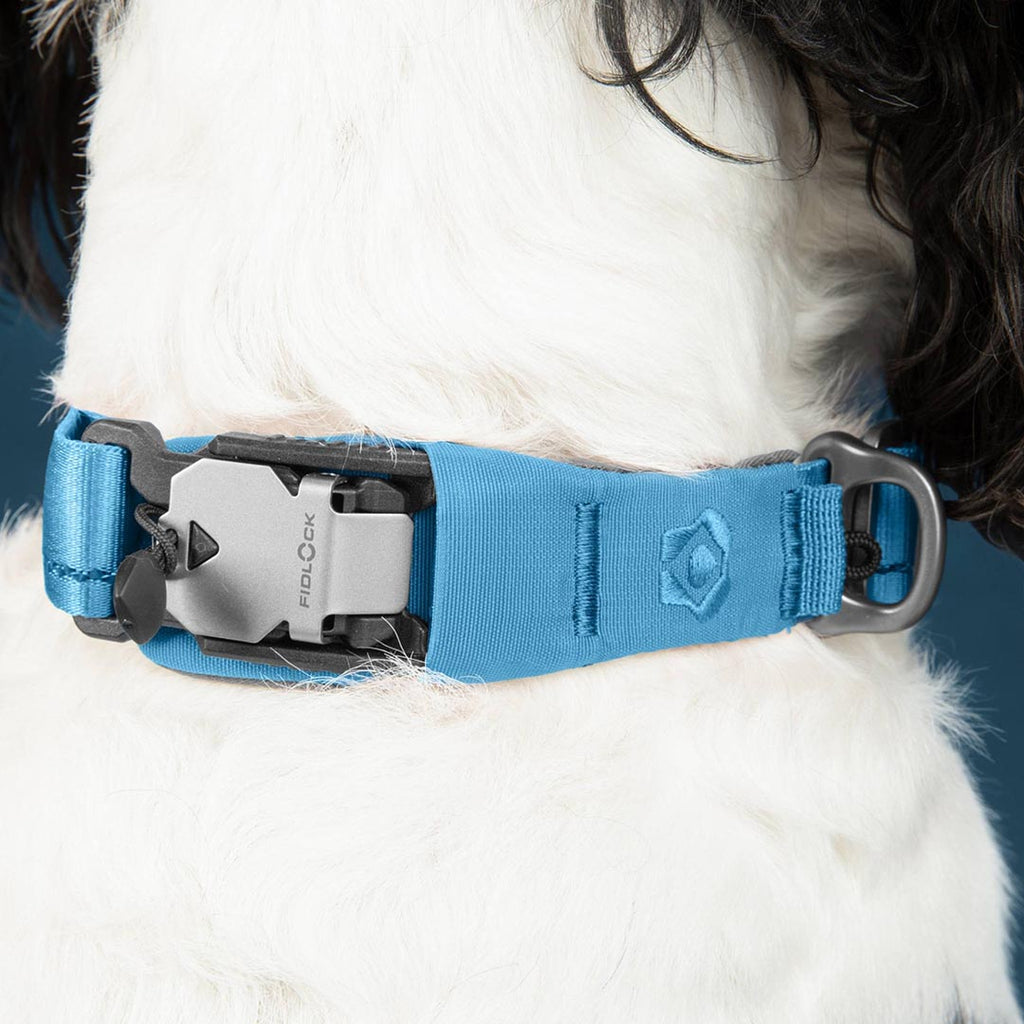 Blue dog collar with a silver clasp on a white dog.