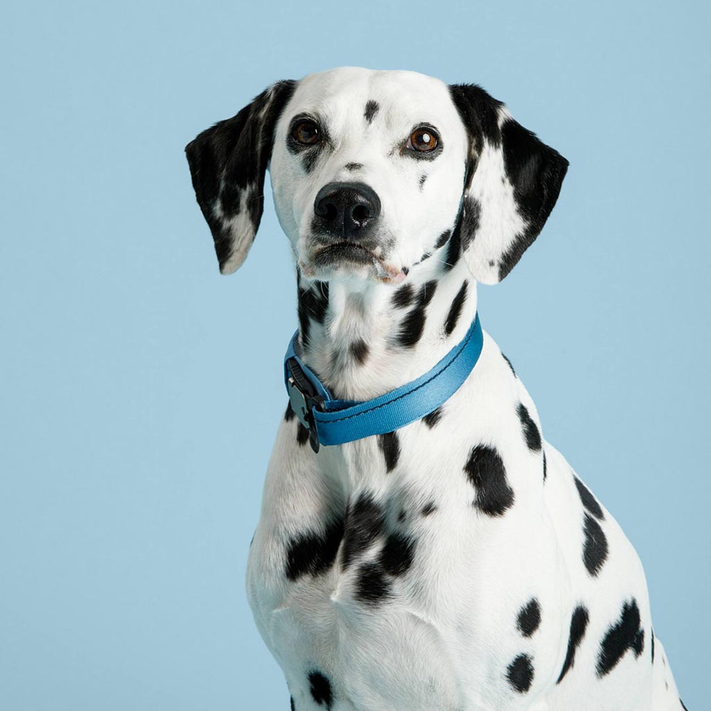Dalmatian dog wearing a blue collar against a light blue background