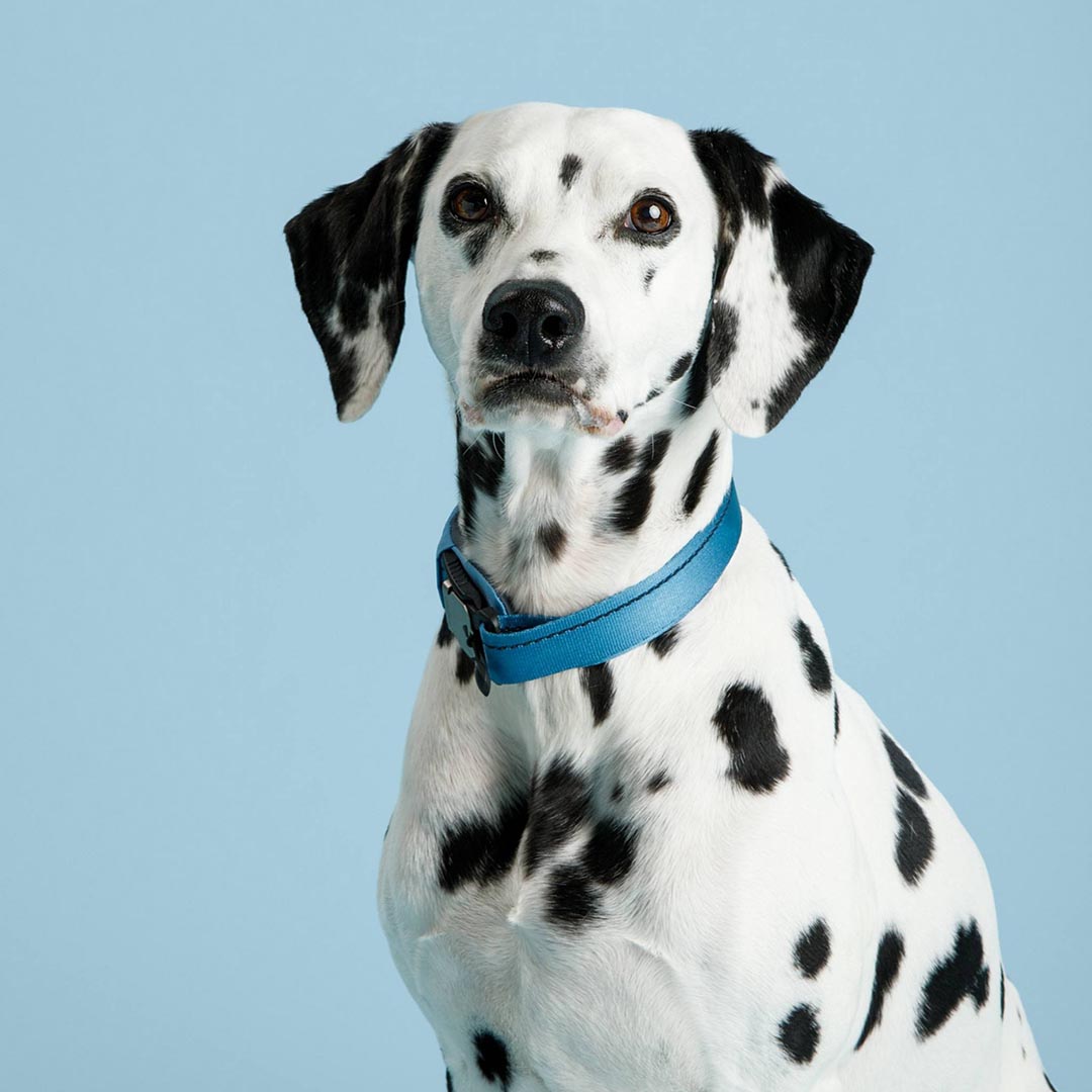 Dalmatian dog wearing a blue collar against a light blue background