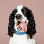 Dog with a blue collar on a brown background