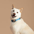 White dog with a blue collar on a beige background