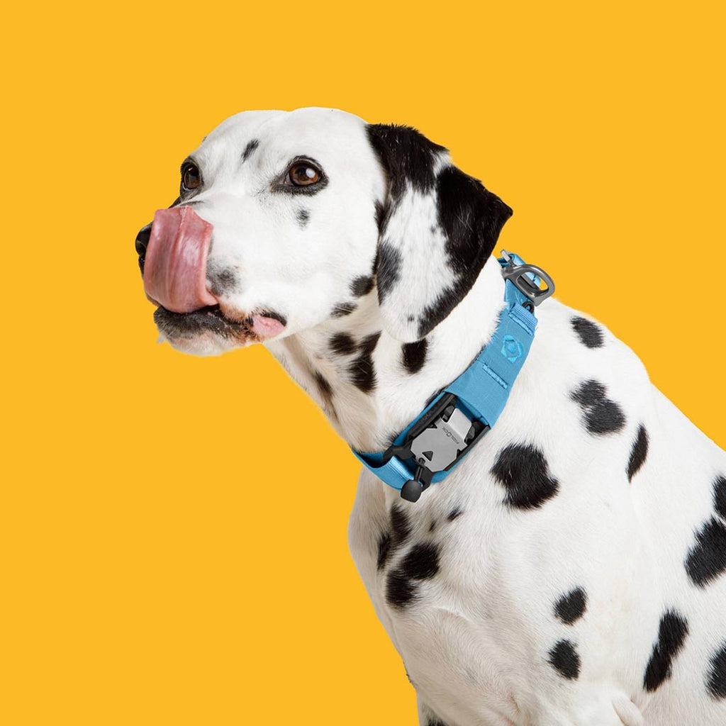 Dalmatian dog wearing a blue collar on a yellow background