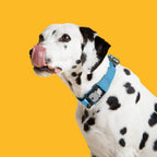 Dalmatian dog wearing a blue collar on a yellow background