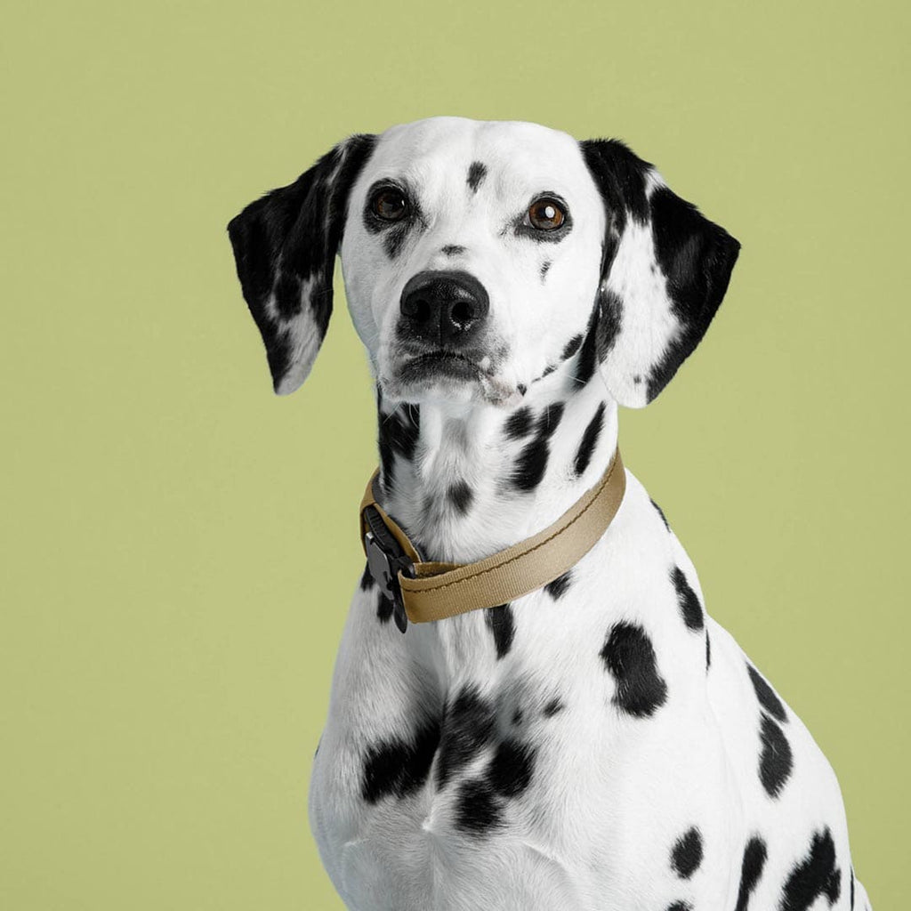 Dalmatian dog wearing a brown collar on a green background