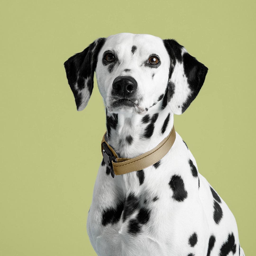Dalmatian dog wearing a brown collar on a green background
