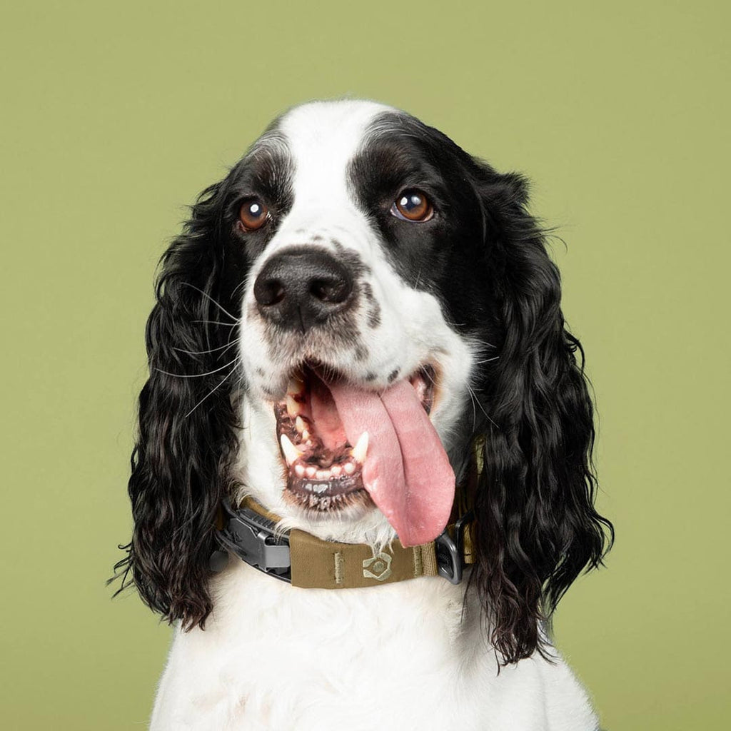 Dog with a collar on a green background