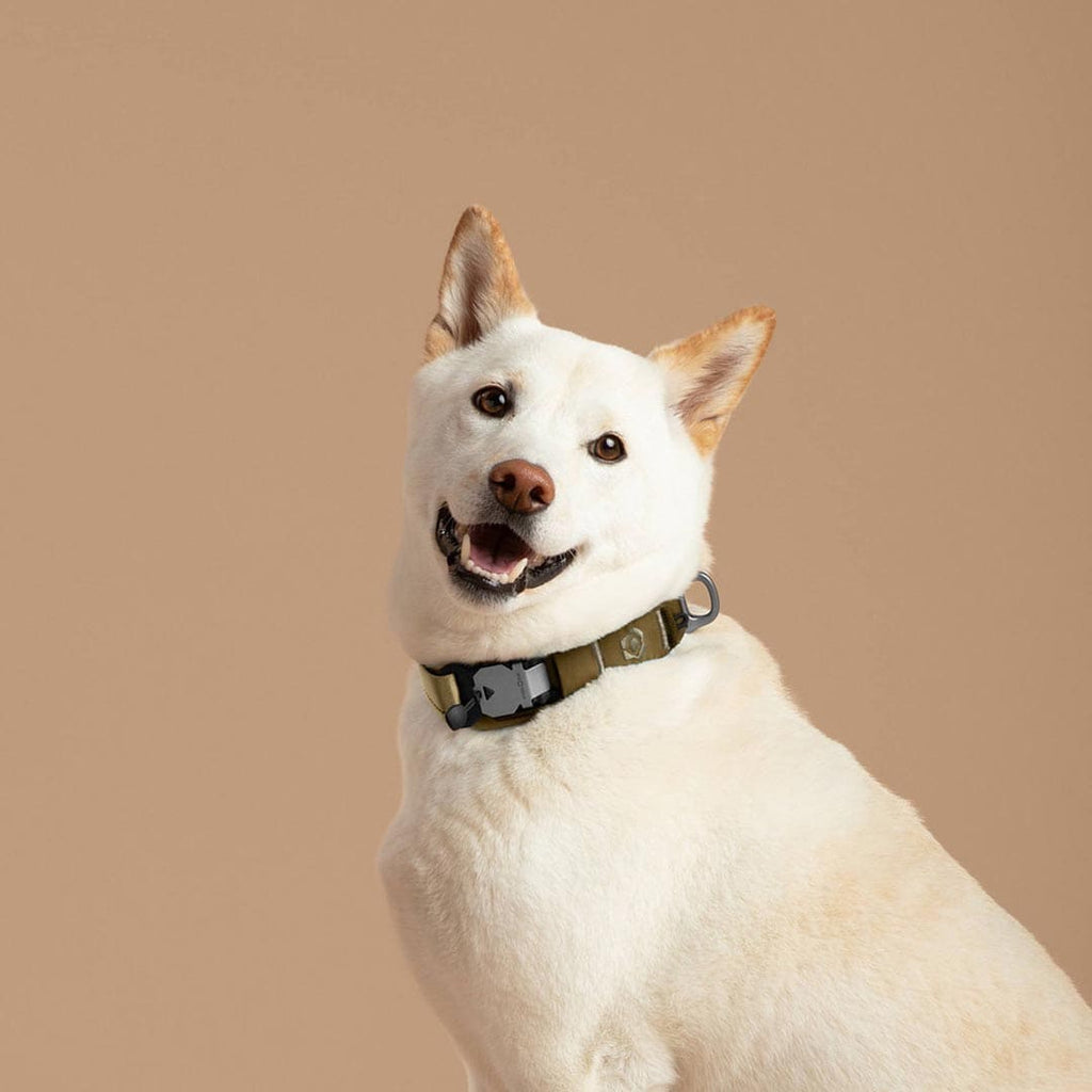 White dog with a green collar on a beige background