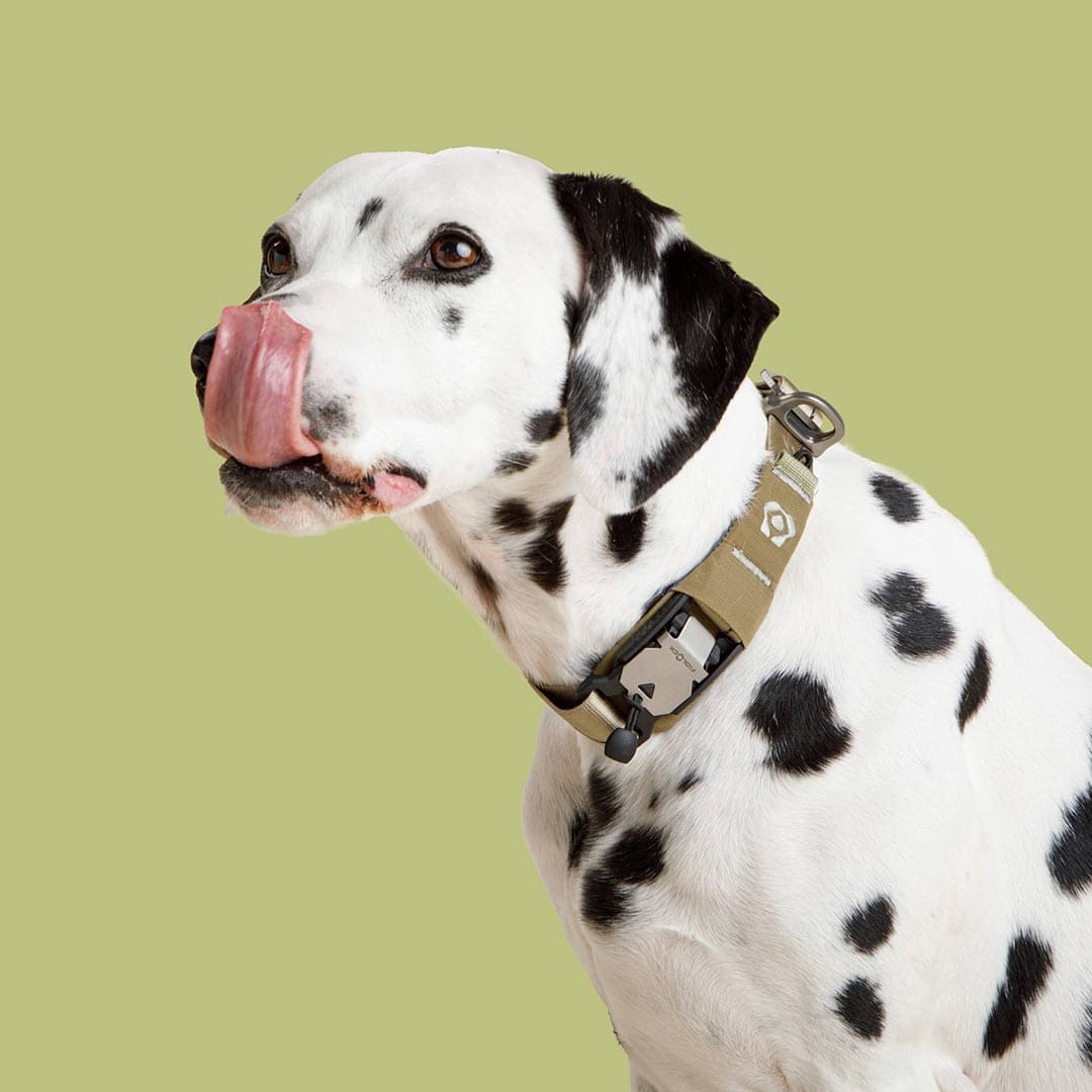 Dalmatian dog with a collar on a green background