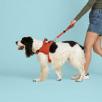 Dog wearing a red harness being walked by a person on a blue background
