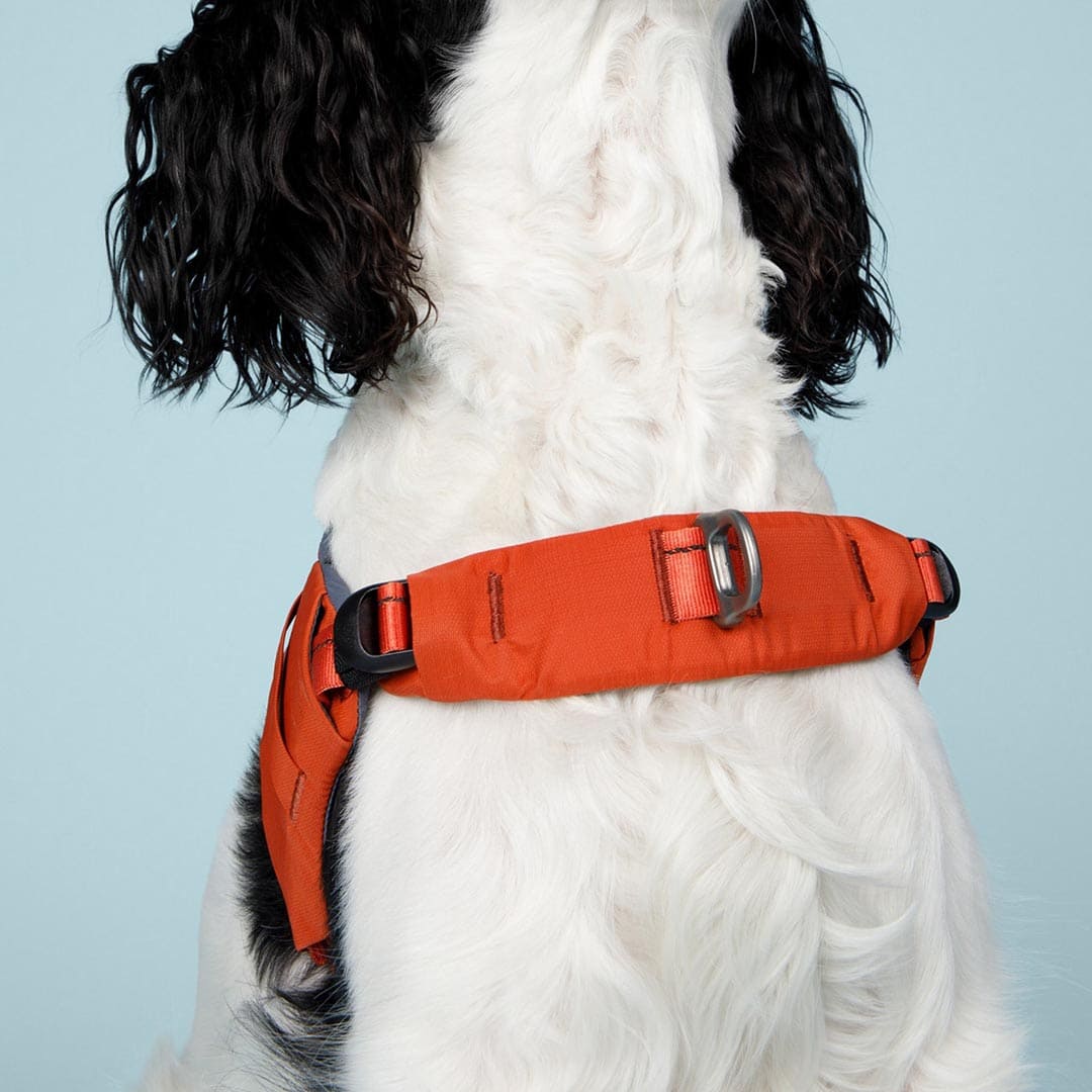 Dog wearing an orange harness against a light blue background