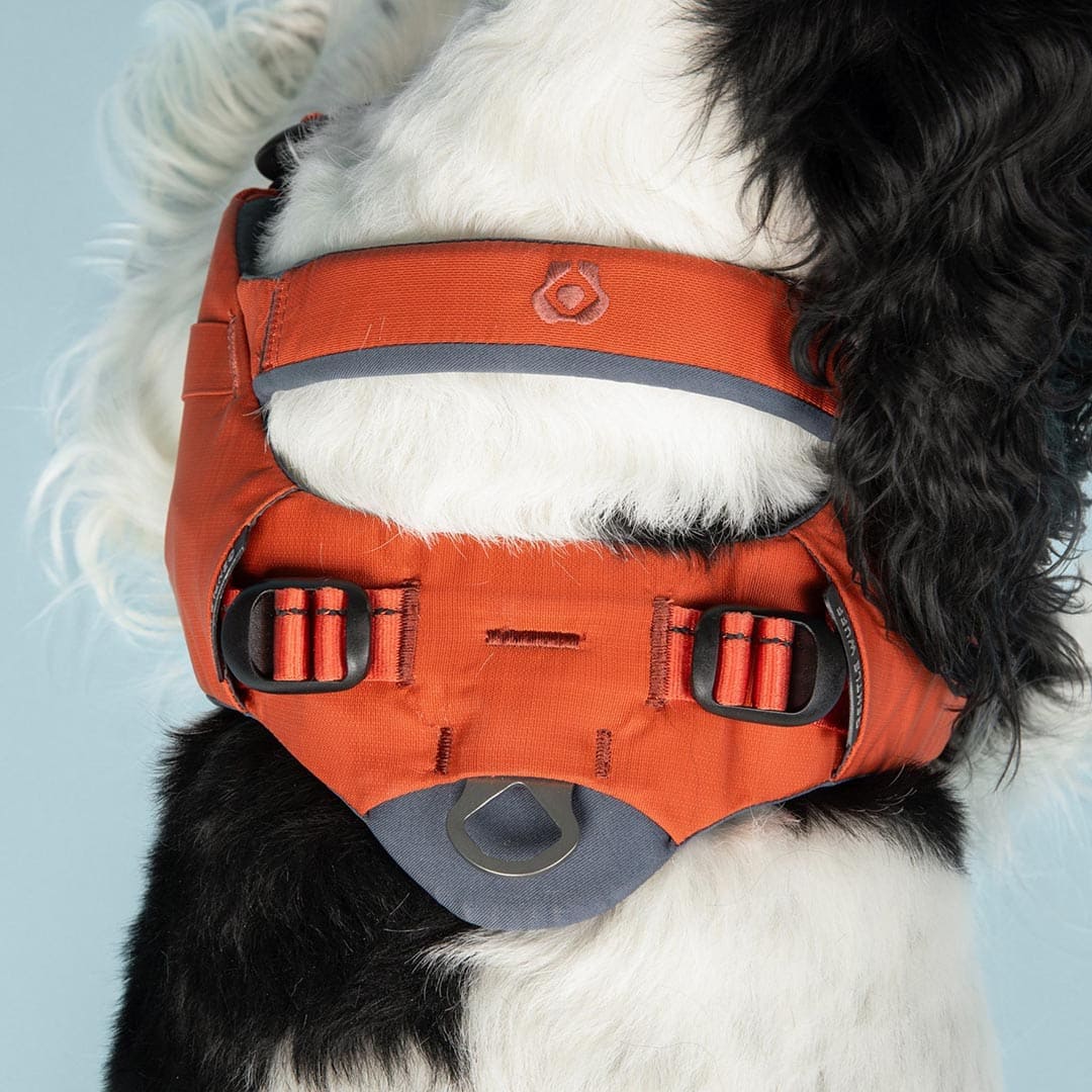 Dog wearing an orange harness on a light blue background