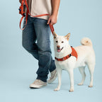 Person walking a white dog on a blue background