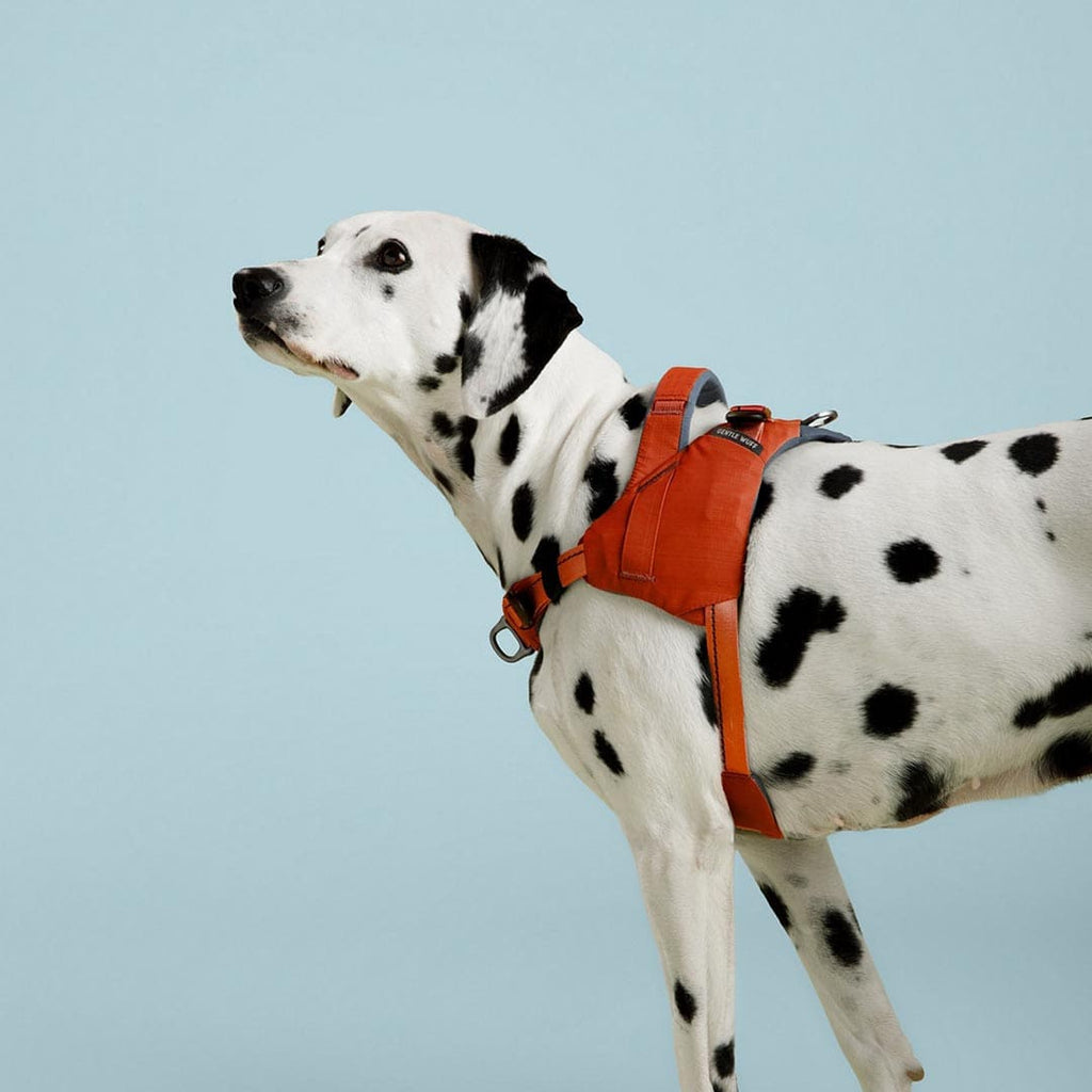 Dalmatian dog wearing an orange harness on a light blue background