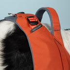 Orange dog harness with gray straps on a dog against a light blue background