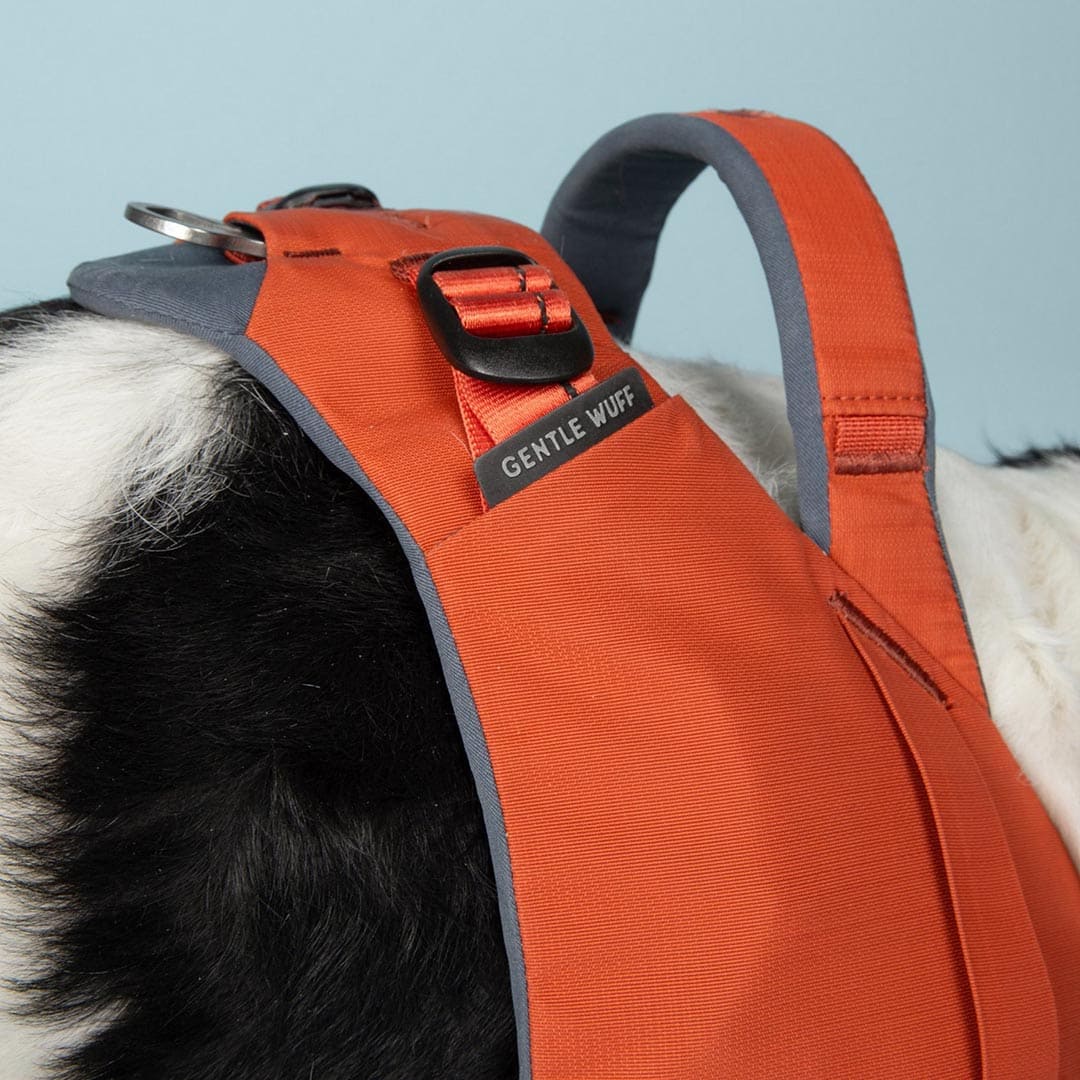 Orange dog harness with gray straps on a dog against a light blue background