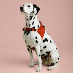 Dalmatian dog wearing an orange harness on a pink background