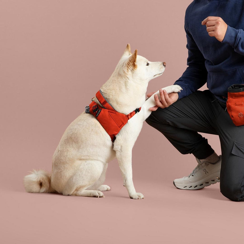 Dog wearing a red harness interacting with a person on a beige background