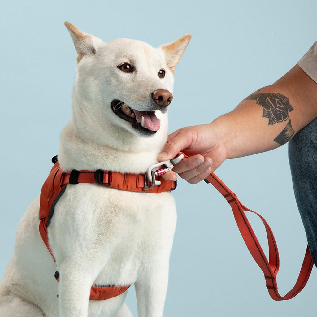 White dog wearing an orange harness with a person holding a leash against a light blue background