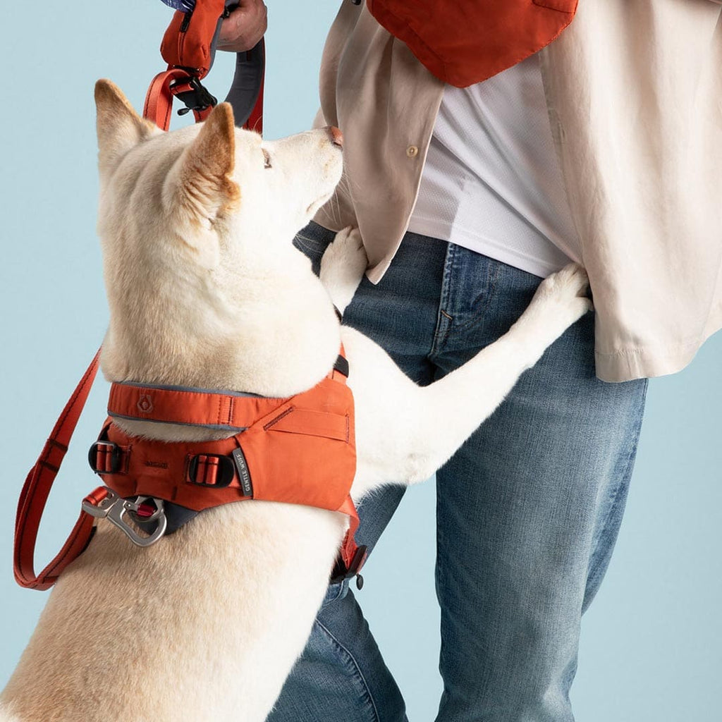 Dog wearing an orange harness and leash with a person in the background