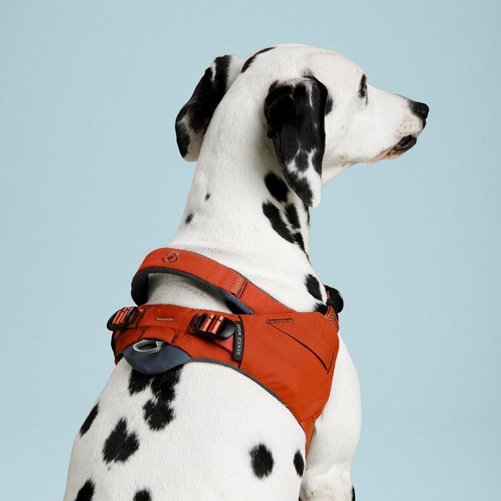 Dalmatian dog wearing an orange harness on a light blue background