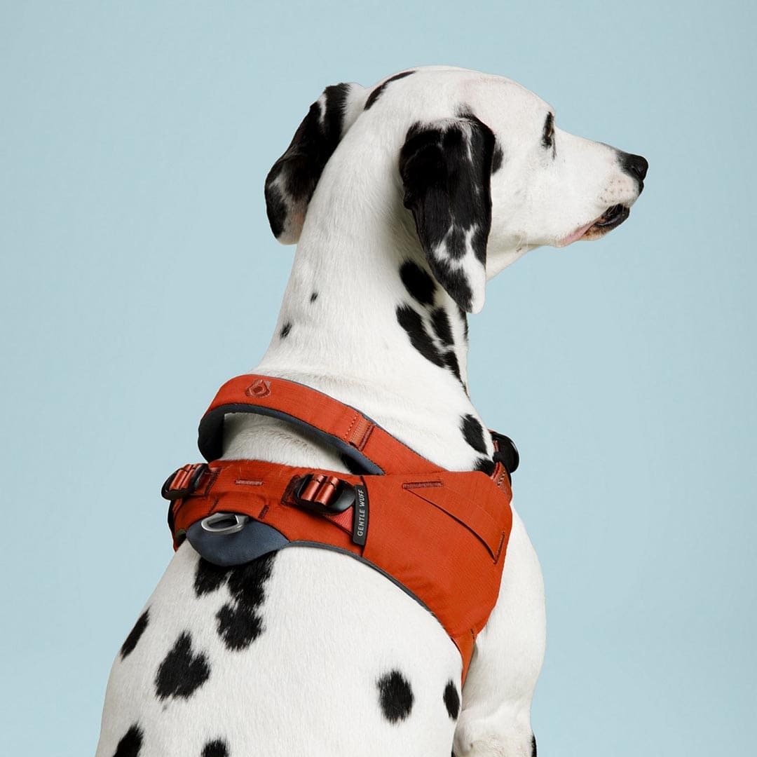 Dalmatian dog wearing an orange harness on a light blue background