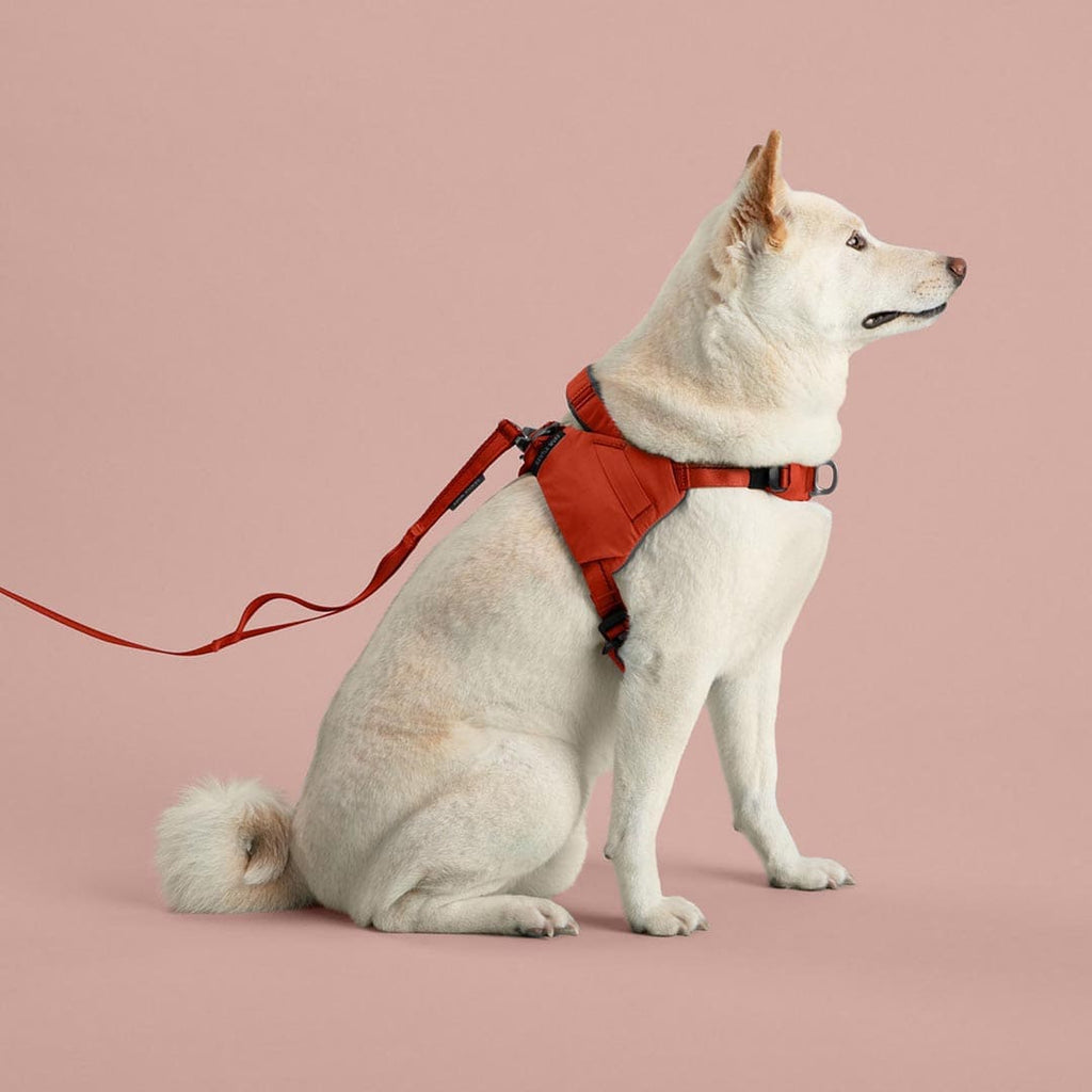 White dog wearing a red harness and leash on a pink background