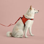 White dog wearing a red harness and leash on a pink background
