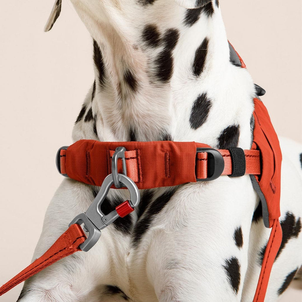 Dalmatian wearing a red dog harness on a beige background