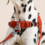 Dalmatian wearing a red dog harness on a beige background
