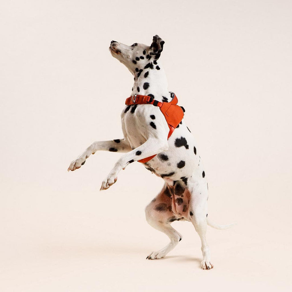 Dalmatian dog wearing an orange harness on a light beige background
